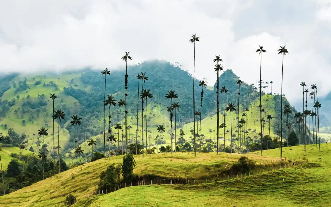 Exploring the World of Single-Origin Coffee