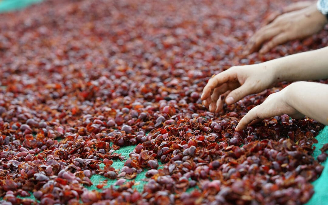 Coffee Fermentation – A Guide to the Various Methods